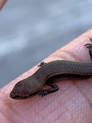 Lampropholis