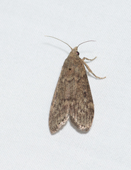 Heteromicta pachytera