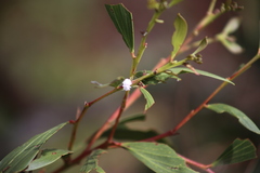 Cryptolaemus