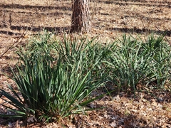 Yucca filamentosa