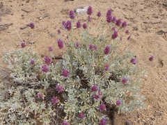 Salvia pachyphylla