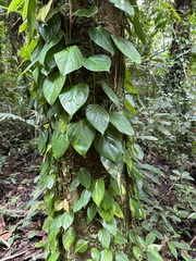 Philodendron hederaceum