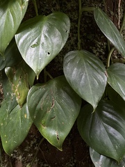 Philodendron hederaceum