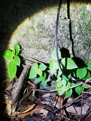 Spilomantis occipitalis