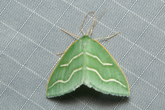 Euloxia meandraria