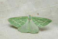 Euloxia meandraria