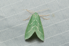 Euloxia hypsithrona