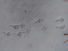 Junco hyemalis