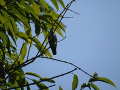 Anthracothorax prevostii