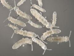 Folsomia candida