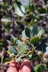Arctostaphylos tomentosa