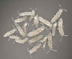Folsomia candida