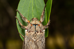 Abantiades latipennis