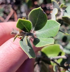 Arctostaphylos tomentosa