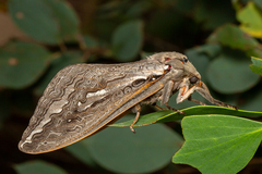 Abantiades latipennis