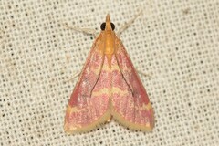 Pyrausta signatalis