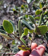 Arctostaphylos tomentosa