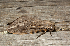 Abantiades latipennis