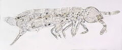 Folsomia candida