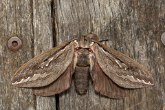 Abantiades latipennis