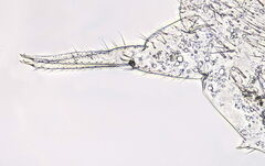 Folsomia candida