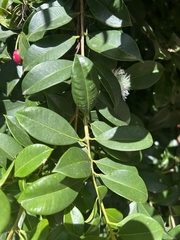 Syzygium australe