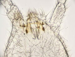 Folsomia candida