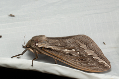 Abantiades latipennis