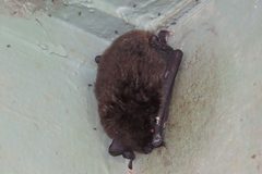 Myotis macropus