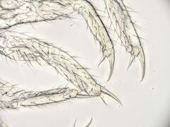 Folsomia candida