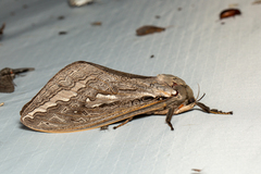 Abantiades latipennis