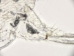Folsomia candida