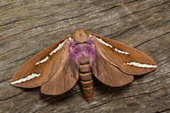 Abantiades latipennis