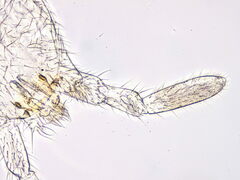Folsomia candida