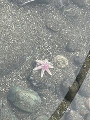 Leptasterias hexactis