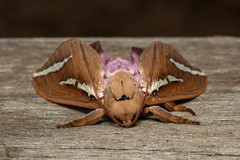 Abantiades latipennis