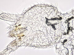 Folsomia candida