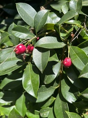 Syzygium australe