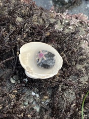 Leptasterias hexactis