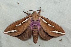 Abantiades latipennis