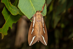 Abantiades latipennis