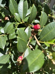 Syzygium australe
