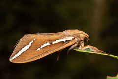 Abantiades latipennis