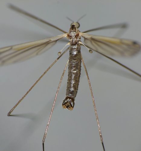Dicranomyia aegrotans photo 3