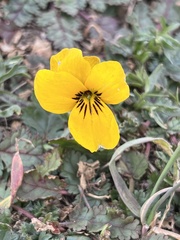 Viola douglasii