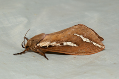 Abantiades latipennis