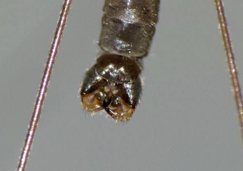 Dicranomyia aegrotans photo 5