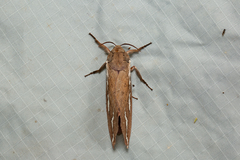 Abantiades latipennis