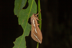 Abantiades latipennis