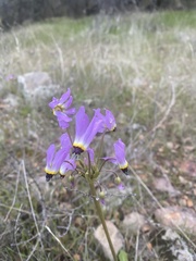 Primula clevelandii